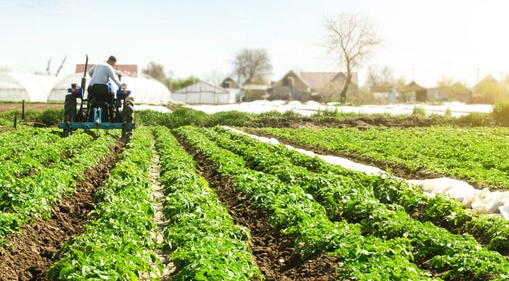 Farmer cultivates a field plantation of young Riviera potatoes. Weed removal and improved air access to plant roots. Fertilizer with nitrate and plowing soil for further irrigation irrigation